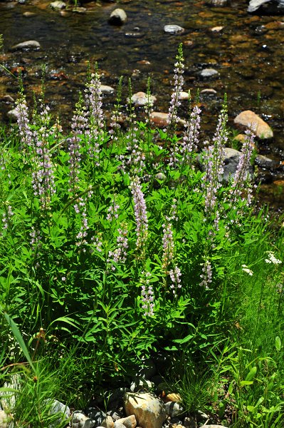 RJH_4023.JPG - Broad-leaf lupine.
