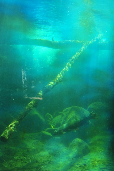 RJH_4034.JPG - Rainbow trout in the stream chamber.
