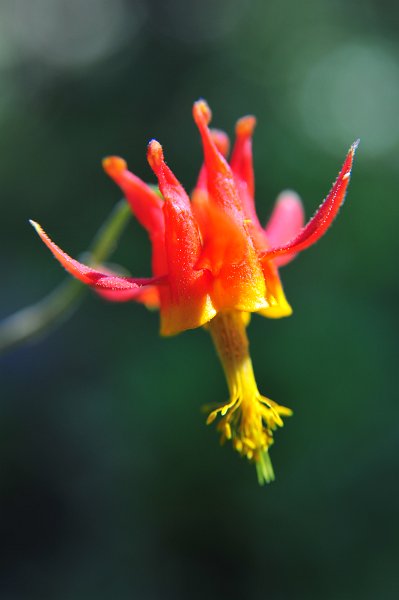 RJH_4045.JPG - Columbine