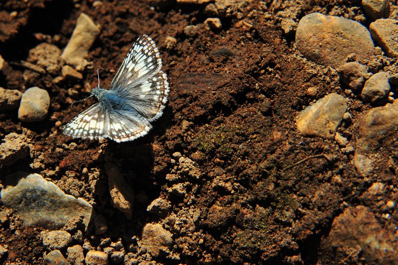 RJH_4066.JPG - Pretty butterfly.