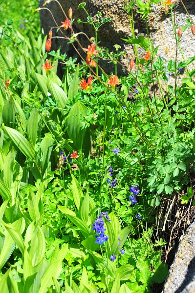 RJH_4143.JPG - Columbine and larkspur.