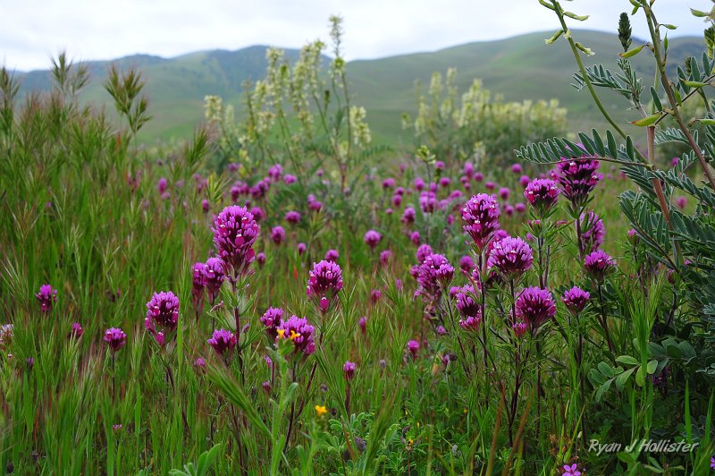 RJH_1192.JPG - Owl's Clover, with Morro Milkvetch in the background. HWY 58