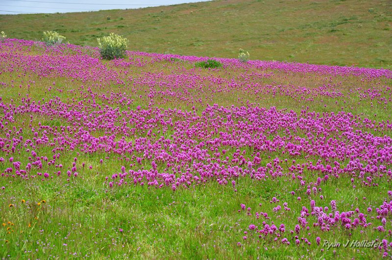 RJH_1198.JPG - Owl's clover, HWY 58