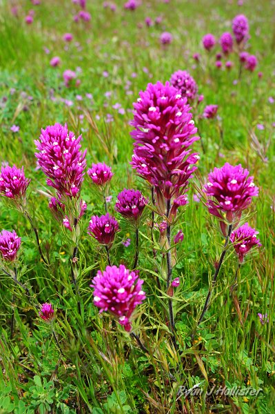 RJH_1199.JPG - Owl's clover, HWY 58.