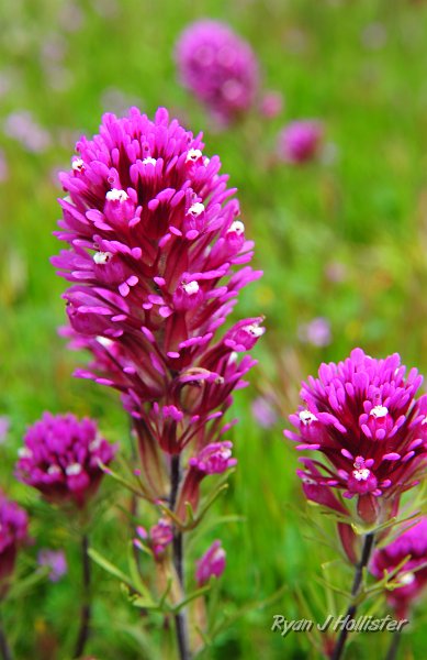 RJH_1200.JPG - Owl's clover, HWY 58.