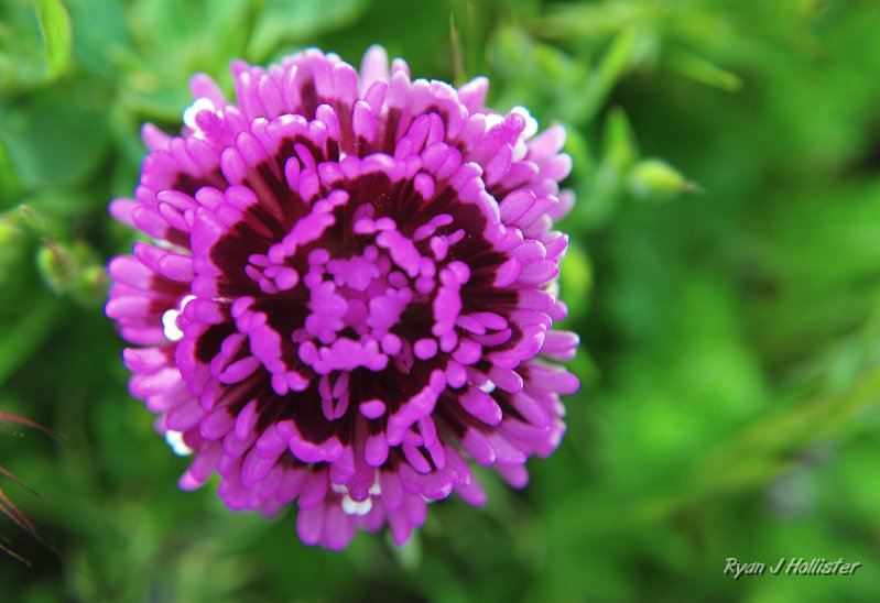 RJH_1202.JPG - Owl's clover burst.