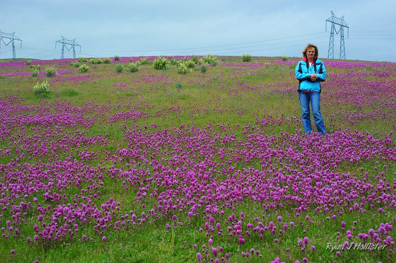 RJH_1203.JPG - We kidnaped Ellen, our friend and house guest from Germany, and took her on the long ride from Turlock.  I think she was pleased to see some nice flowers after a long German winter.