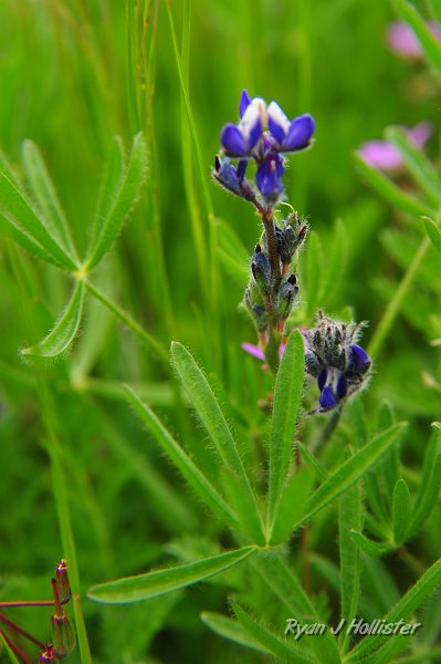 RJH_1214.JPG - Micro lupine... these guys were very tiny!