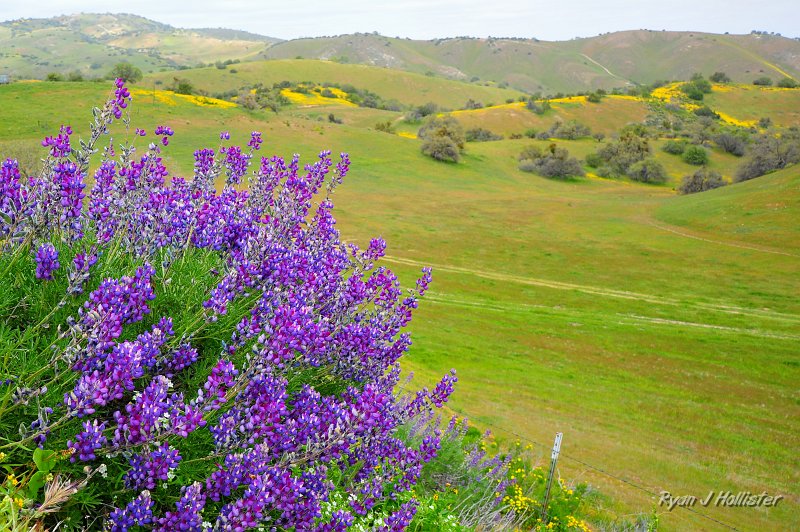 RJH_1220.JPG - Lupine and carpets of amazing yellow flowers.