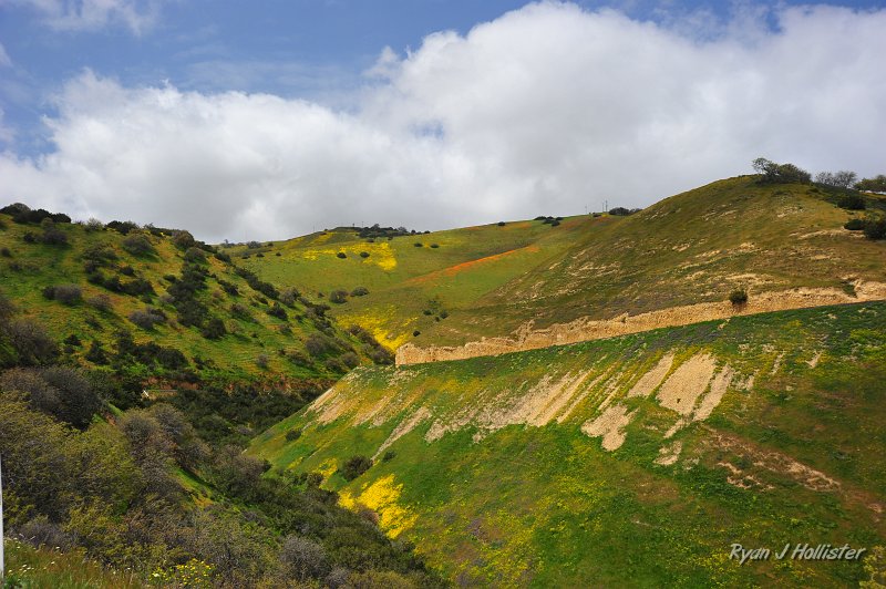 RJH_1225.JPG - Here's a more encompassing view with the flowers on teh Temblor Range sediments.