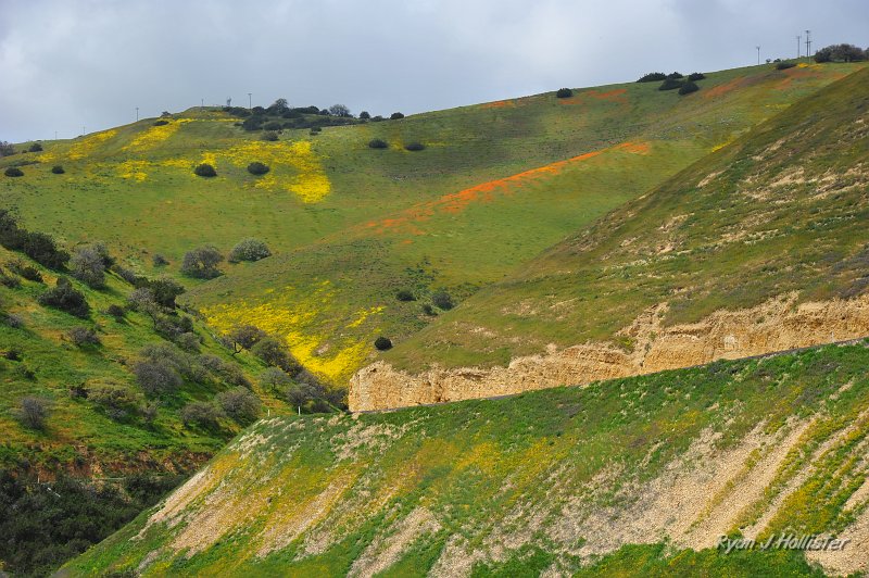 RJH_1228.JPG - What more could I ask for?  Awesome sedimentary rocks of the Temblor Range, and beautiful wildflowers.