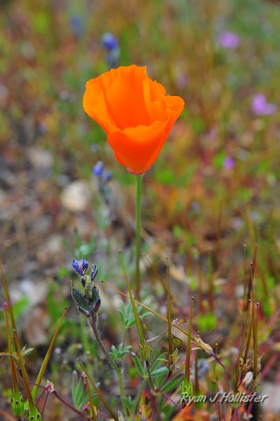 RJH_1237.JPG - My only poppy close-up of the afternoon.