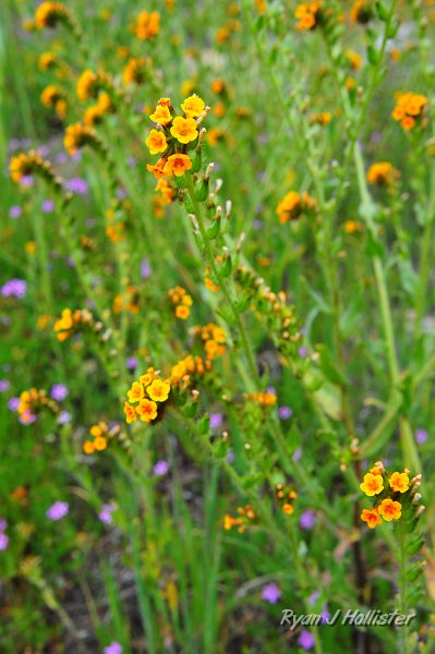 RJH_1240.JPG - Fiddle necks.