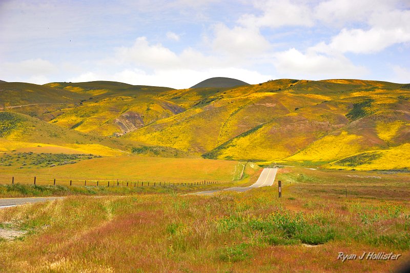 RJH_1242.JPG - The blown-out sky made the amazing of the yellows of the goldfields a bit dull.