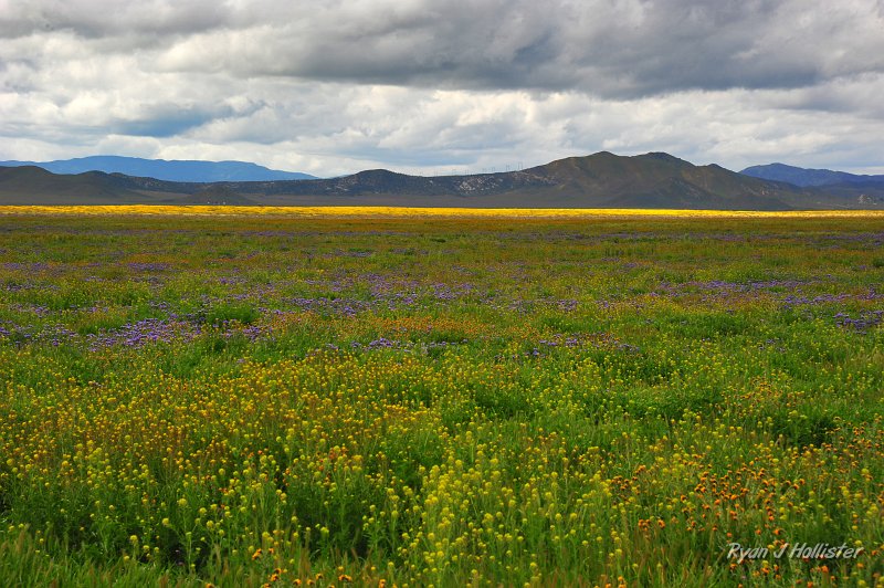 RJH_1264.JPG - This stop was amazing.  Phacelia & fiddle necks oh my!