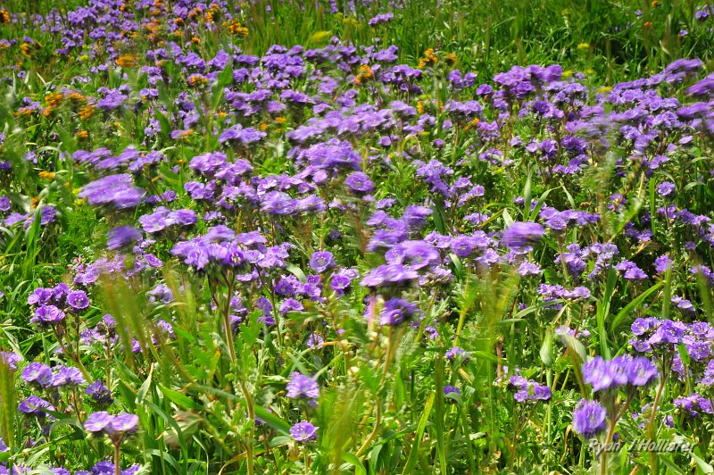RJH_1289.JPG - Blowin' phacelia