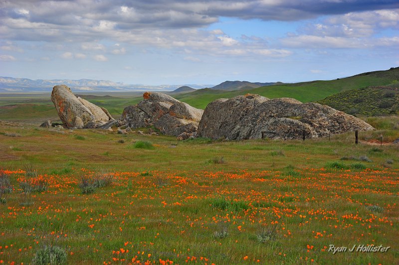 RJH_1317.JPG - Poppies and rocks that were closed to visitation due to bird nesting.