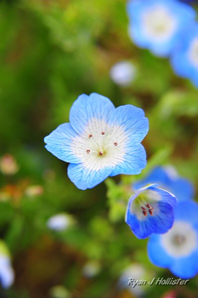 RJH_1328.JPG - Babyy blue eyes.