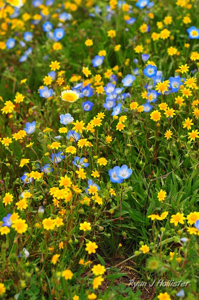 RJH_1330.JPG - Gold fields, baby blue eyes, & a tidy tip in the middle.  This was on teh side of Soda Lake road in California Valley.