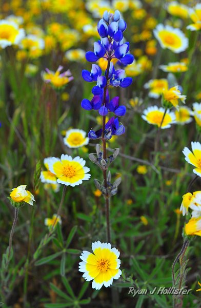 RJH_1337.JPG - Welcome to Shell Creek.  Lupine & tidy-tips