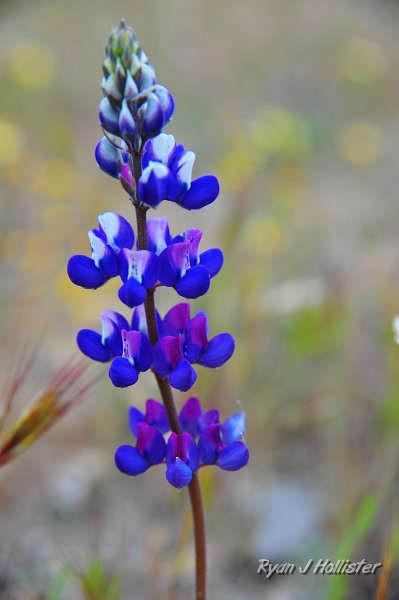 RJH_1340.JPG - Lupine