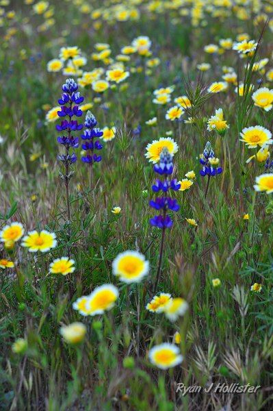 RJH_1341.JPG - Shell Creek.  Lupine & tidy-tips
