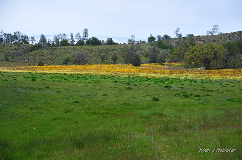 RJH_1342.JPG - The fields were just as gold here as anywhere else.