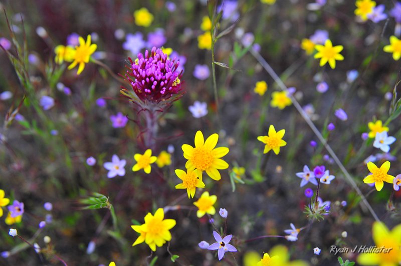 RJH_1345.JPG - Not the best photo, but interesting hodge-podge of flowers.