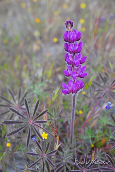 RJH_1350.JPG - Magenta variety of lupine.