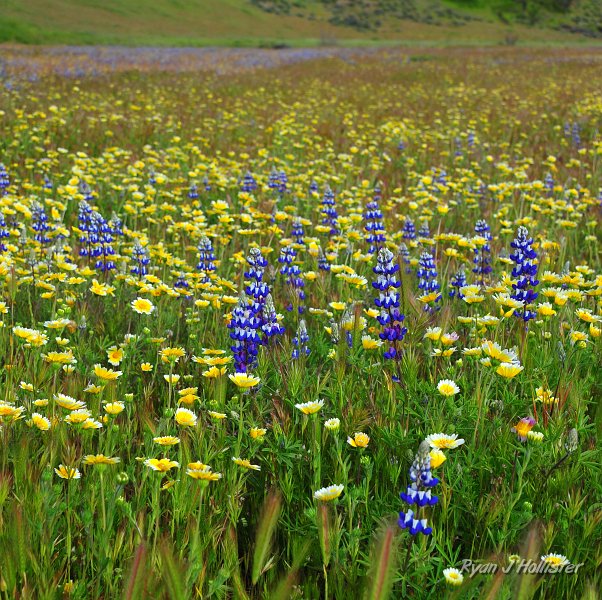 RJH_1361.JPG - Up the road from the flowers is where the namesake geology appears.