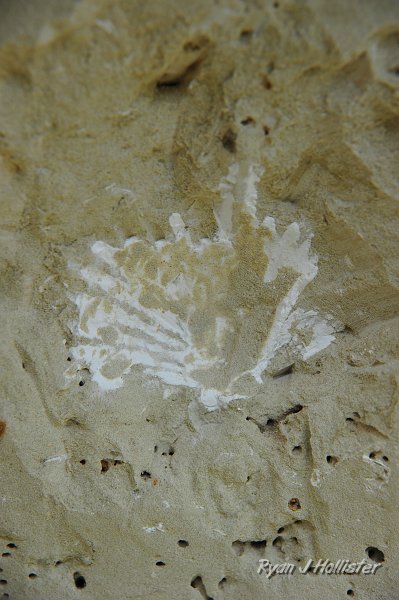 RJH_1364.JPG - Shells abound in this turbidity current.  I'm currently trying to find my old college notes about the area, but old geologic maps place this sandstone as upper miocene in age.
