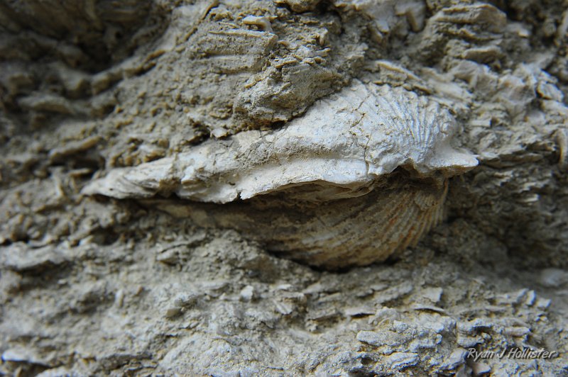 RJH_1368.JPG - Nearly a complete specimen.