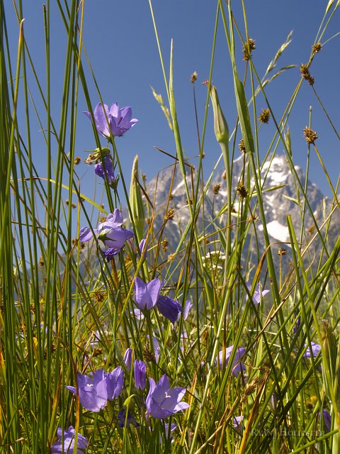 _7163047.JPG - Pretty flowers