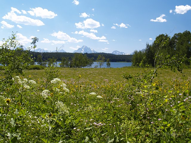 _7173149.JPG - Two Oceans lake with lots of wildflowers and the Tetons in the distance.