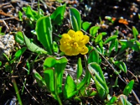 Know the name of this flower?  I don't.