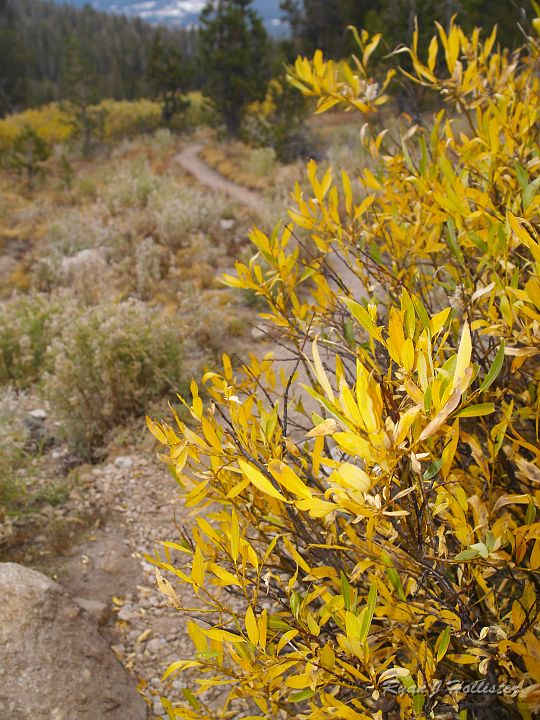 20090929_wildlink_0053.JPG - The trail down was embraced by lots of fall foliage.