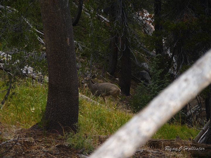 20090929_wildlink_0062.JPG - By this point, I was booking it back to the car.  I had already spooked something that I think was a small bobcat (I barely caught a glimpse of it) and then nearly ran over these dear with the frennetic pace I had set.