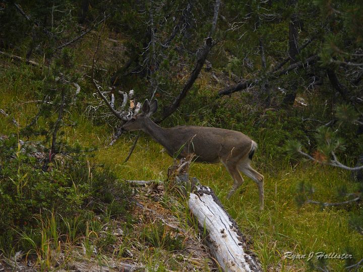 20090929_wildlink_0063.JPG - Here's the mama, and this is the last photo from this hike.