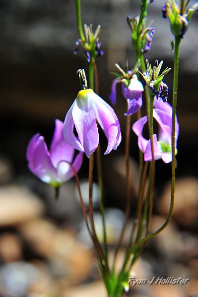 RJH_5173.JPG - Shooting stars.