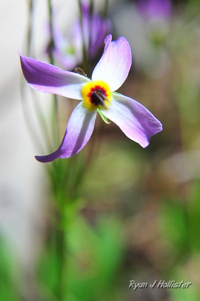 RJH_5177.JPG - A shot star.