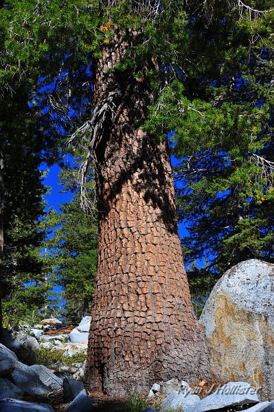 RJH_5207.JPG - Awesomely symmetric bark of this big fir.