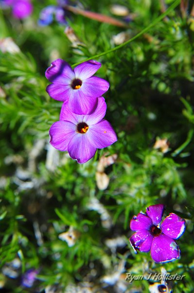 RJH_2417.JPG - Pretty little flowers.