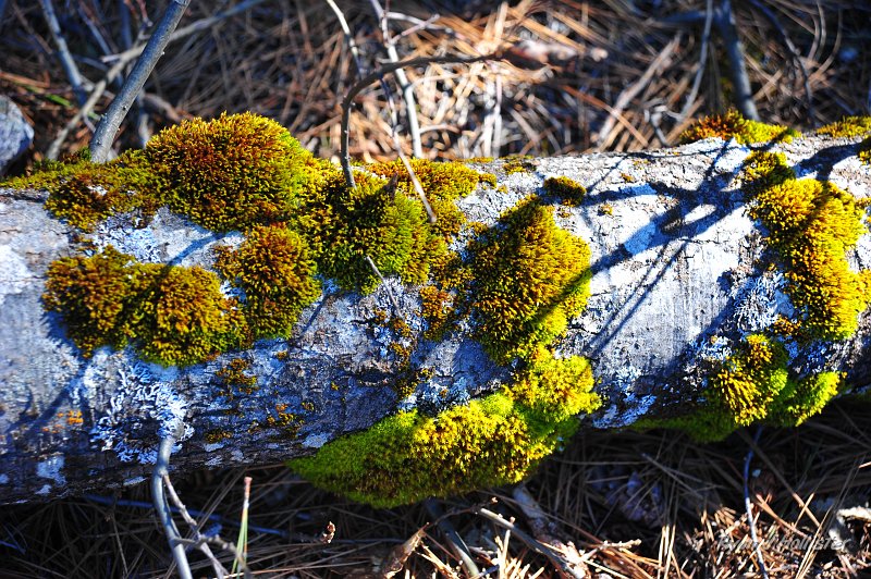 RJH_2419.JPG - A nice mossy log.