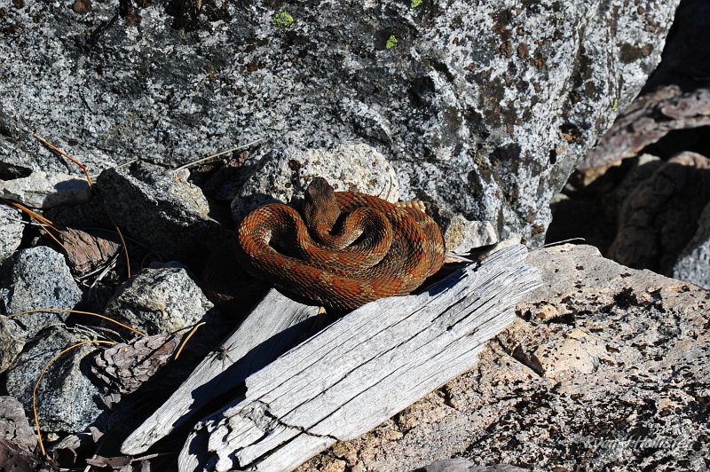 RJH_2426.JPG - Steve jumped right over this rattlesnake.  Alex took my camera and got a few good shots of it.  I would estimate its body length at 13-16".