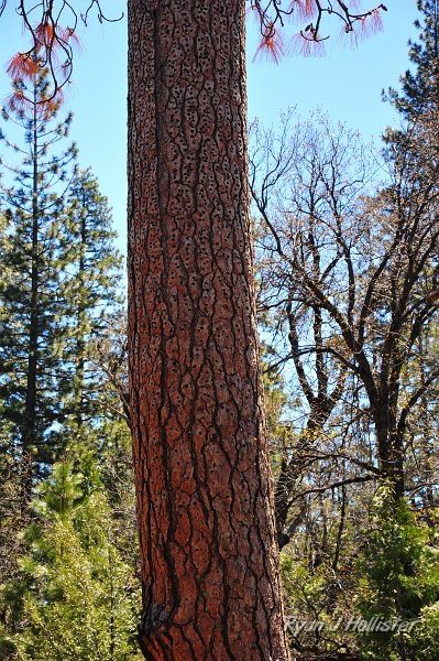 RJH_2442.JPG - We came across this Ponderosa Pine loaded with thousands of woodpecker holes.