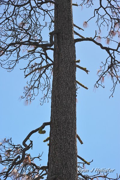 RJH_2444.JPG - The holes extended up the entire tree.