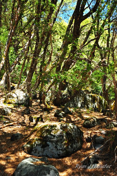 RJH_2457.JPG - Amazing oaks and bay trees at the mouth of the westerly protion of Kibbie Creek Cascades.