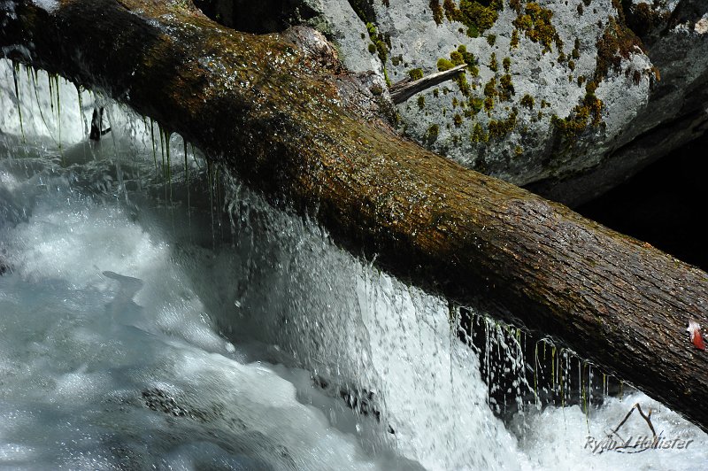 RJH_2487.JPG - This interesting fallen tree had moss growing on its underside that caught the dripping water.
