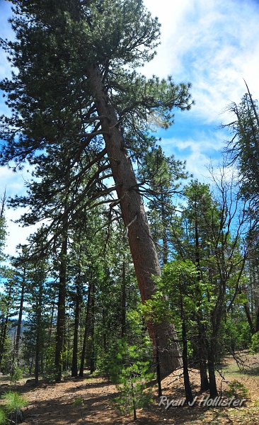 RJH_2522.JPG - This was my favorite non-water site of the day.  A huge sugarpine tilting to the point that I'm not going to ever camp under this tree.