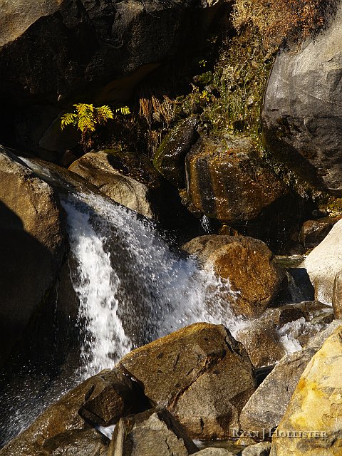 _1186361.JPG - A cute little fern clings to the rocks to survive.